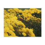 Yellow Flowers Postcard