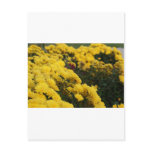 Yellow Flowers Post Card