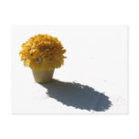Yellow Flowers White Bucket and Shadow Postcard