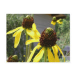 yellow flowers wildflowers black eyed susans postcards