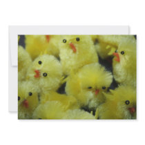 Yellow Fluffy Chickens Invitation