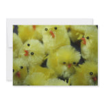 Yellow Fluffy Chickens Invitation