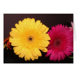 Yellow Gerber Daisy Card