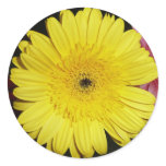 Yellow Gerber Daisy Sticker