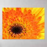 Yellow Gerber posters