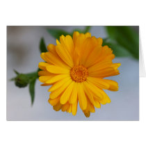 Yellow Gerbera Daisy Bright And Beautiful Flowers Greeting Cards