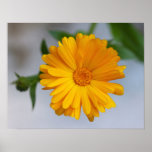 Yellow Gerbera Daisy Bright And Beautiful Flowers posters
