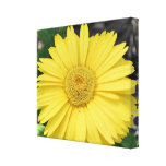 Yellow Gerbera Daisy Canvas Print