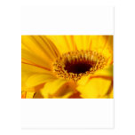 Yellow Gerbera Daisy Post Cards
