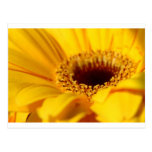Yellow Gerbera Daisy Postcards