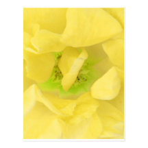 Yellow Gold Floral Nectar Postcards