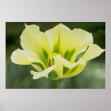 Yellow & Green Tulip Poster