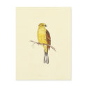 Yellow Hammer Bird Vintage Illustration postcards