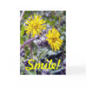 Yellow Hawkweed 1 cards