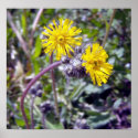 Yellow Hawkweed 1 Poster posters
