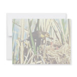 Yellow-headed Blackbird feeding young invitations