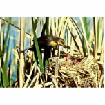 Yellow-headed Blackbird feeding young photo sculptures