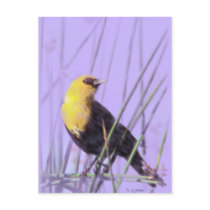 Yellow-Headed Blackbird...Postcard.