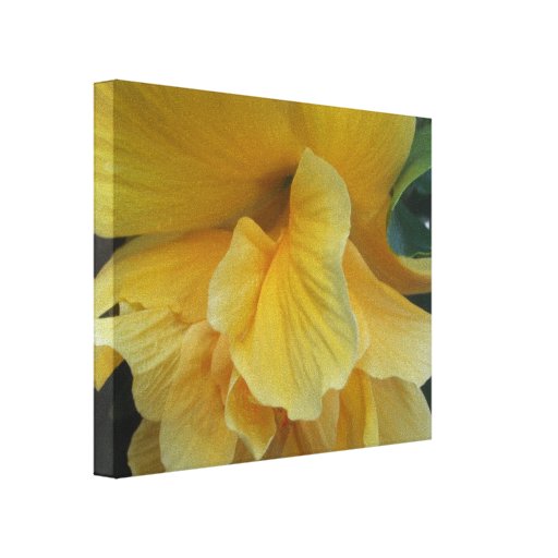 Yellow Hibiscus Stretched Canvas Print