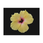 Yellow Hibiscus Flower Postcard
