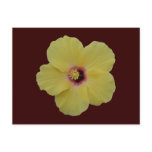 Yellow Hibiscus Flower Postcard