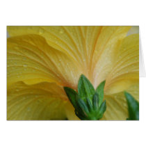 Yellow Hibiscus cards