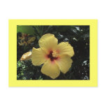 Yellow Hibiscus Postcard
