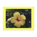 Yellow Hibiscus Postcard