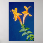 yellow Huapala (Pyrostegia ignea) flowers Poster