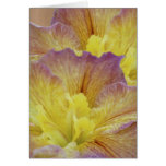 Yellow iris and its meaning cards