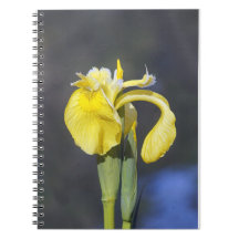 Yellow Iris notebook