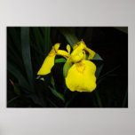 Yellow Iris poster