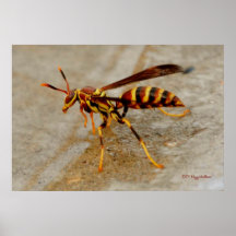 Yellow Jacket Poster