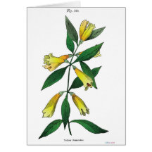 Yellow Jessamine Greeting Cards