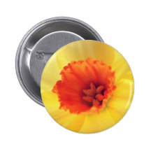 yellow Jonquil flowers Pinback Button