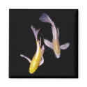 Yellow Koi Pair magnets