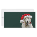 Yellow Lab Christmas photo cards