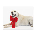 yellow lab Christmas postcards