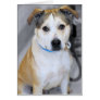 Yellow Lab/Pitbull Mix Greeting/Note Cards