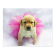 Yellow Lab Puppy Postcards