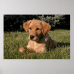 Yellow Lab Puppy Print