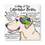 Yellow Labrador Brain Atlas Magnets