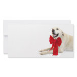 Yellow labrador Christmas photo cards