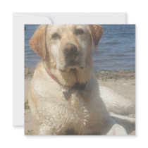 Yellow Labrador Retriever Dog Invitation