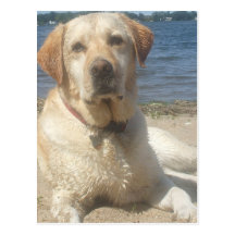 Yellow Labrador Retriever Postcard