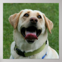 Yellow Labrador Retriever poster