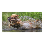 Yellow Labrador Retriever with duck photo card photo cards