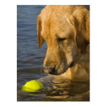 Yellow labrador with a tennis ball in the water post cards