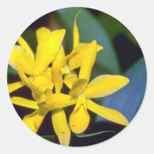 yellow Laelia flowers Round Stickers