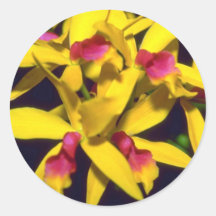 yellow Laelia flowers Round Stickers